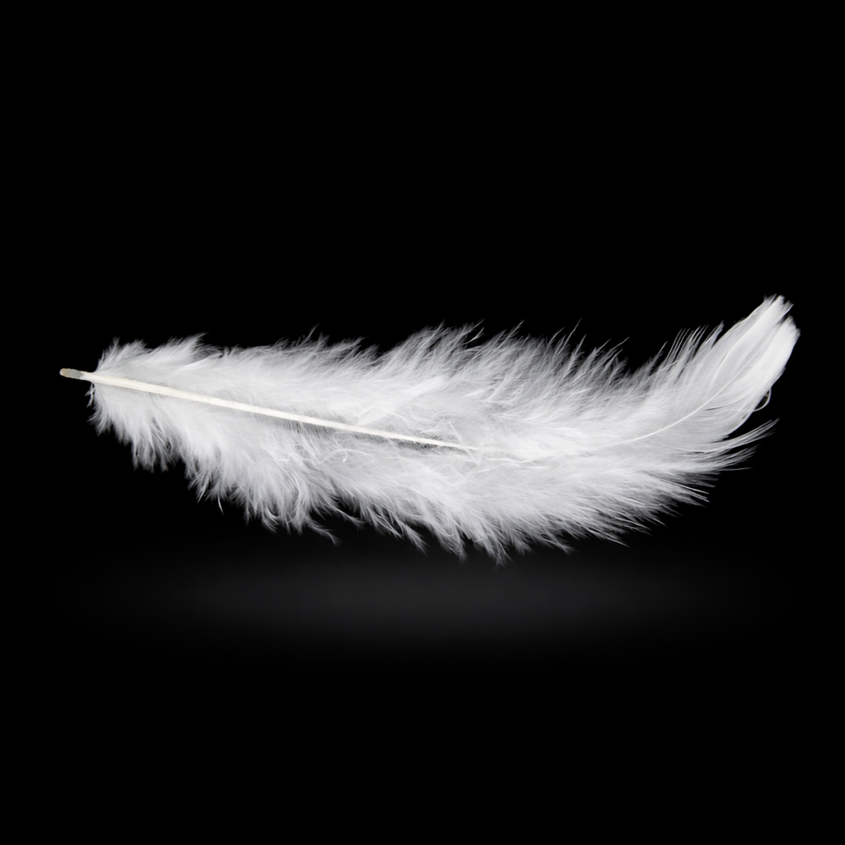 Pluma x 12