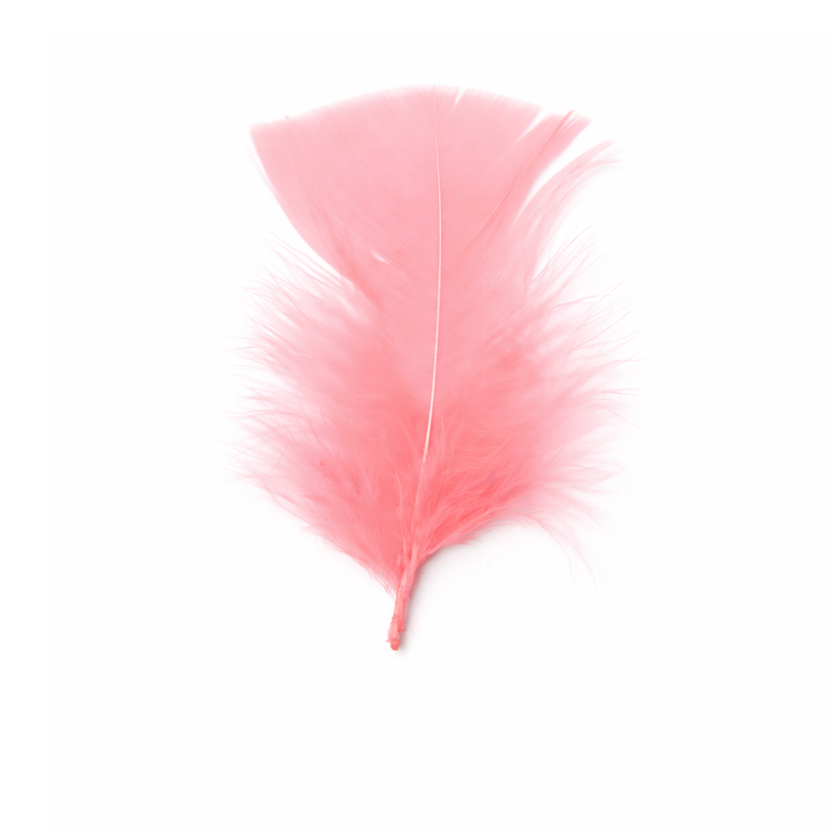 Pluma x 12